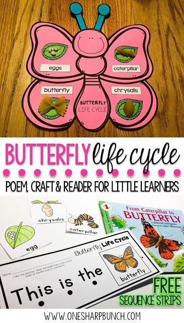 Poem Butterfly, Butterfly Life Cycle Craft, Life Cycle Of A Butterfly, Cycle Of A Butterfly, Craft Spring, Life Cycle Craft, Insects Preschool, Butterflies Activities, Bugs Preschool