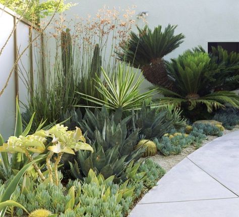 Contemporary Garden Design, Drought Tolerant Garden, Succulent Landscaping, Dry Garden, Landscape Designs, Contemporary Garden, Garden Care, Small Gardens, Tropical Garden