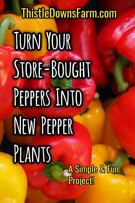 Next time you buy peppers from the store, don't just dice them up and throw away the seeds. Plant them instead! This is a fun and simple project that you and your kids will have a blast doing together. A lot can be learned from this project about gardening and seed starting as well. So take a look at this article and you will be well on your way to growing your own pepper plants. I bet you'll be surprised just how easy it is! Permaculture, Nature, Planting Bell Peppers From Seeds, How To Plant Peppers From Seeds, Bell Pepper Seeds How To Grow, Growing Bell Peppers From Seeds, How To Grow Peppers From Seeds, How To Grow Bell Peppers, How To Grow Bell Peppers From Seeds