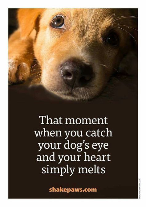 So true! Eyes Quotes, Puppy Quotes, Dog Lover Quotes, Dog Quotes Love, Dog Projects, Beagle Puppy, Lhasa Apso, Dog Eyes, Lhasa