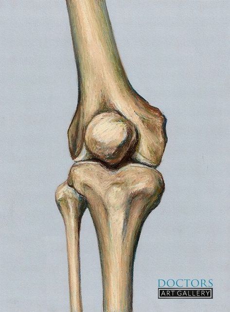 Antonomy Refrence, Knee Anatomy Drawing, Knee Anatomy, Human Knee, Anatomy Images, Anatomy Bones, Human Anatomy Art, Bone Art, Medical Anatomy