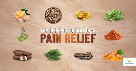 Dog Pain Relief Remedies, Herbs Safe For Dogs, Natural Antibiotics For Dogs, Herbs For Dogs, Dog Meds, Medicinal Herbs Remedies, Foods Dogs Can Eat, Natural Pain Killers, Meds For Dogs