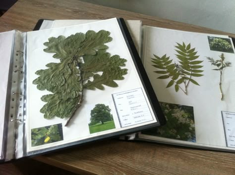 Herbarium Book Ideas, Plant Notebook, Botanical Sketchbook, Field Journal, Nature Projects, Pressed Flower Crafts, Plant Journal, Plant Book, Pressed Flower Art