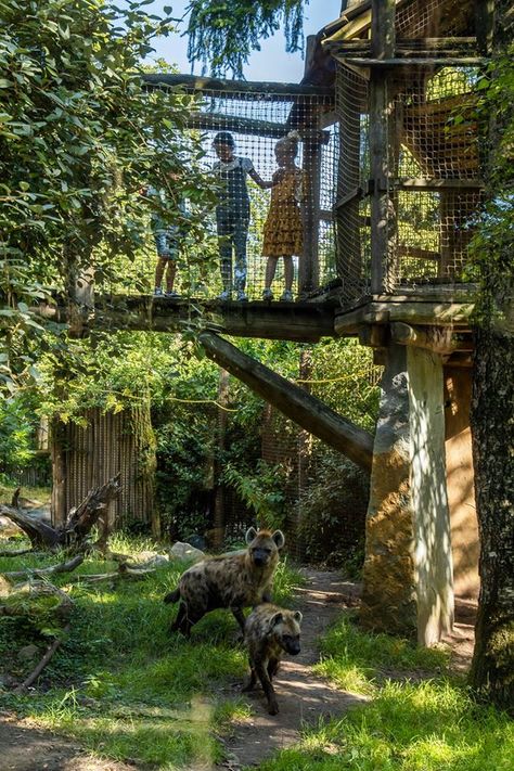 Hyena Habitat, Animal Enclosure Ideas, Zoo Enclosure Design, Zoo Entrance Design, Zoo Habitat Ideas, Animal Sanctuary Ideas, Zoo Exhibit Design, Planet Zoo Habitat Ideas, Planet Zoo Inspiration