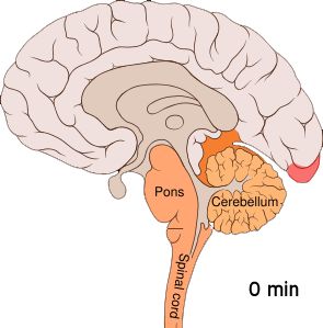 aura Migraine Aura, Human Nervous System, Spinal Muscular Atrophy, Peripheral Nervous System, Motor Neuron, Cerebral Cortex, Facial Nerve, Brain Anatomy, Cranial Nerves