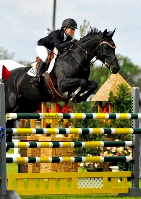 z- Horse Jumping- Woman, right (Bizi Ferguson) Winter Equestrian, Winter Equestrian Festival, Equestrian Jumping, Equestrian Dressage, Show Jumping Horses, Cute Horse Pictures, Horse Boarding, Black Horses, English Riding