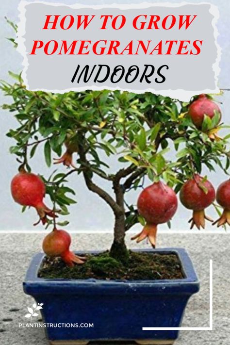 Did you know you can actually grown your very own pomegranate tree INDOORS? Learn how! #growpomegranates #plantinstructions #gardening via @plantinstructio Pomegranate Growing, Gemüseanbau In Kübeln, Pomegranate Tree, Growing Fruit Trees, Container Gardening Vegetables, Home Vegetable Garden, Growing Fruit, Food Garden, Fruit Garden