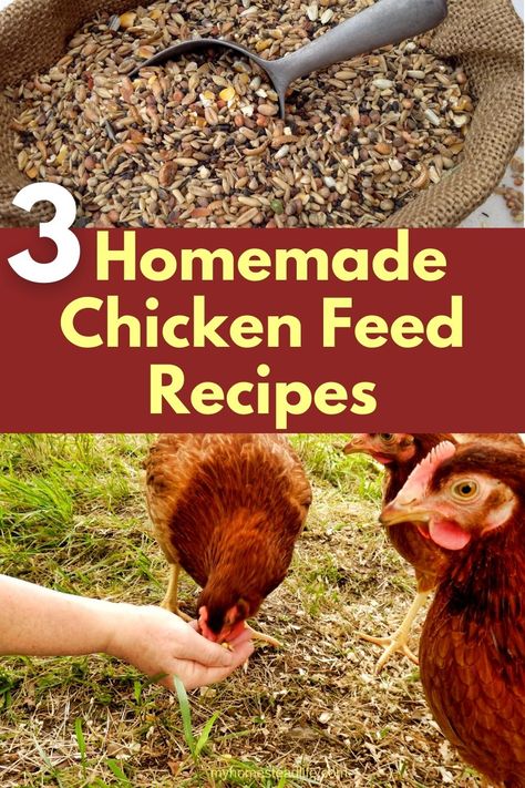 3 Amazing Homemade Chicken Feed Recipes  - My Homestead Life Making Your Own Chicken Feed, Costa Rica, Permaculture, Diy Chicken Layer Feed Recipes, Chicken Feed Mix Recipe, How To Make Your Own Chicken Feed, Homemade Chicken Feed For Layers, Diy Chicken Feed Recipes, Chicken Feed Recipes