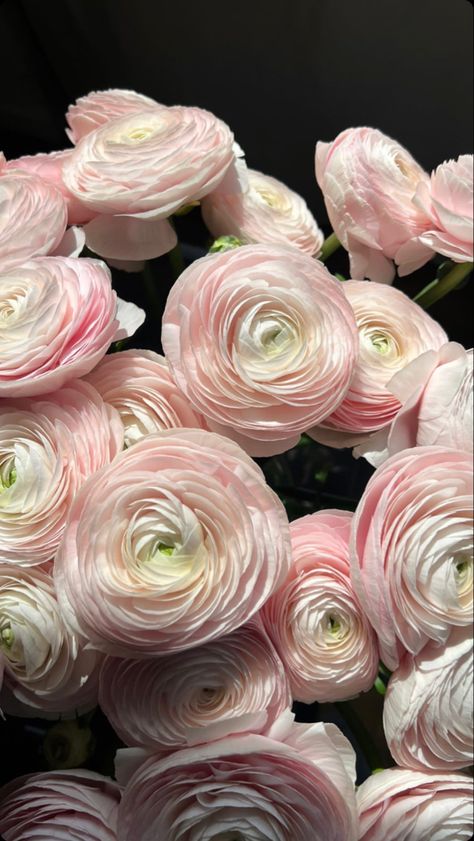 Ranunculus Bouquet, Buttercup Flower, Flower Identification, Ranunculus Flowers, Boquette Flowers, Nothing But Flowers, Flowers Aesthetic, Flower Therapy, Beautiful Bouquet Of Flowers