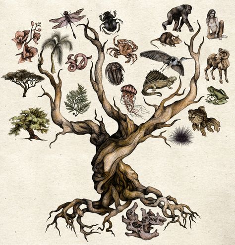 Darwin's Tree of Life by Katy Wiedemann - Digital Art, Drawing, Illustration via @Behance Evolution Artwork Illustration, Darwin's Tree Of Life, Tree Of Life Biology, Growth And Evolution Art, Taxonomy Illustration, Natural Science Illustration, Taxonomy Drawing, Katy Wiedemann, Darwin Drawing