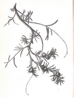 Yew article. Aril - yew berry Yew Tattoo, Winter Solstice Tattoo, Yew Branch Tattoo, Red Cedar Tattoo, Yew Tree Tattoo, Yew Tree Drawing, Cedar Sprig Tattoo, Douglas Fir Branch Tattoo, Yew Tree