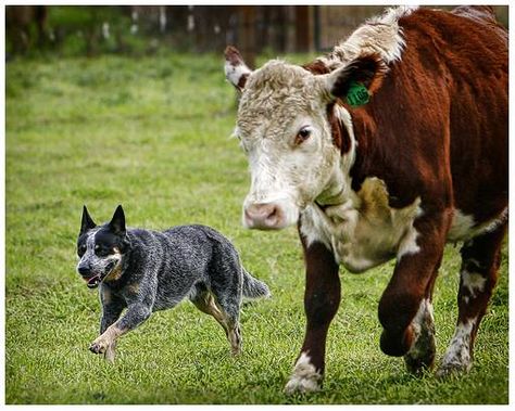 Australian Cattle Dog (brave little dogs) Dog Herding, Aussie Cattle Dog, I Hope One Day, Austrailian Cattle Dog, Cow Dog, Cattle Dogs Rule, Blue Heelers, Blue Heeler Dogs, Cattle Dogs