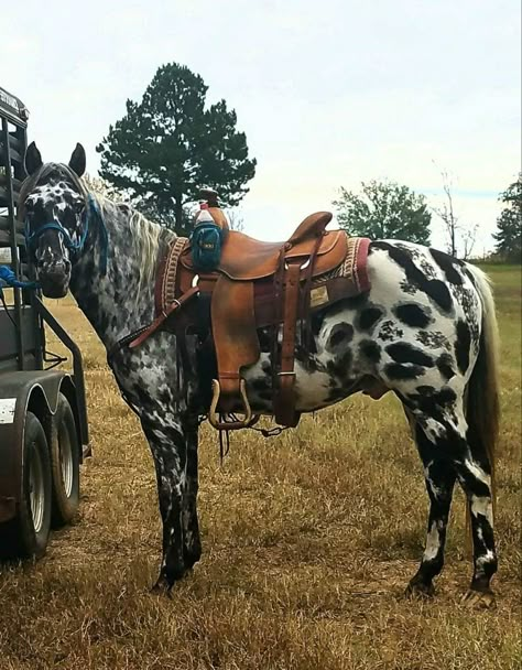 Nice Horses, Spotted Horse, Cowboy Ranch, Cute Horse Pictures, طابع بريدي, Baby Farm Animals, Appaloosa Horse, Barrel Racing Horses, Rodeo Horses