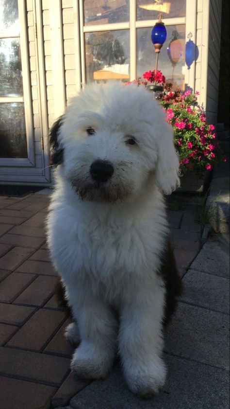 English Sheepdog Puppy, Old English Sheepdog Puppy, Sheepadoodle Puppy, Sheep Dogs, Sheep Dog, English Sheepdog, Old English Sheepdog, Pretty Dogs, 웃긴 사진