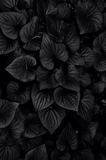 Black leaves | Poison garden | Aesthetic Black Gold Jewelry, Black Leaves, Black Aesthetic Wallpaper, Black Flowers, Black Textures, Black Magic, Color Textures, Black Wallpaper, Nature Wallpaper