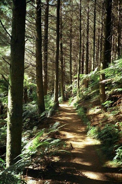 I'd love to be here. Looks so calming and peaceful Hiking In Forest, New Zealand Bush, Trails In The Woods, Walking Through Forest, Walking In A Forest, New Zealand Forest, Walking In Forest, Bush Walk, Path In The Woods