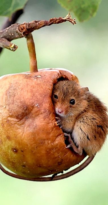 Harvest Mouse climbing inside a half-eaten crab apple Harvest Mouse, Jolie Photo, Rodents, Sweet Animals, 귀여운 동물, Animal Memes, Beautiful Creatures, Gopro