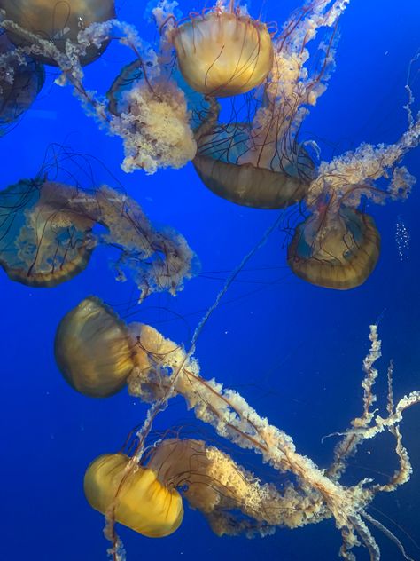 Luminescent Jellyfish, Vancouver Aquarium, Jellyfish, Vancouver, Fish Pet, In This Moment, Animals