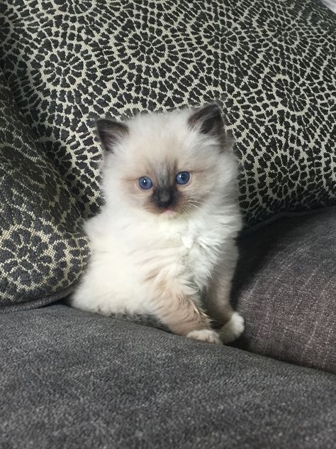 Birman Cat Kitten, Birman Kittens, Ragdoll Kittens, Siamese Kittens, Dream's Cat, Ragdoll Kitten, Cute Cats Photos, Cute Animals Images, Baby Kittens