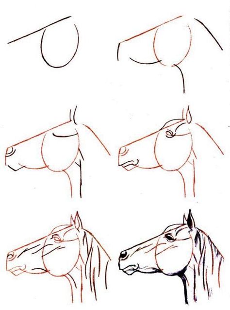 Covalo passo a passo Accursed Cultists, Country Drawings, Horse Drawing Tutorial, Lion Sketch, Horse Art Drawing, Painted Horses, Horse Sketch, 얼굴 드로잉, Horse Drawing