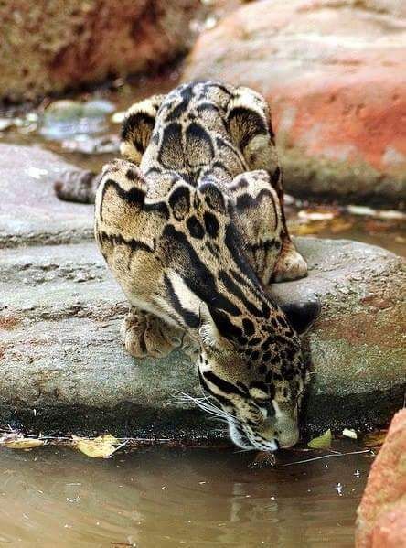 ~ Beautiful Clouded Leopard ~ Clouded Leopard, Exotic Cats, Awesome Animals, Rare Animals, Cheetahs, Leopards, Animal Planet, Exotic Pets, Nature Animals