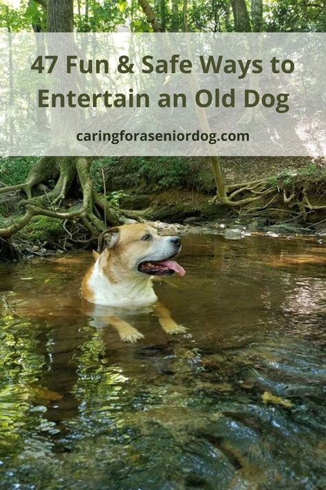 47 Fun and Safe Ways to Entertain an Old Dog - Caring for a Senior Dog Funny Talking Dog, Senior Dogs Care, Elderly Dogs, Dog Grooming Tips, Pet Tips, Dog Enrichment, Cute Dog Clothes, Dog Clothes Diy, Health Challenges