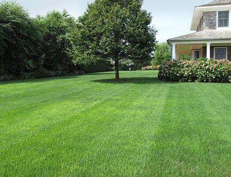 Simple Grass Backyard, Big Grassy Backyard, Big Grass Backyard, Big Lawn Landscaping, Big House Garden, Large Grass Backyard, Large Grass Backyard Ideas, Open Backyard Landscaping Ideas, House Lawn Design