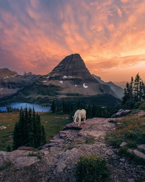 Last light in Glacier National Park🌄 - The goat was a paid actor🐐 Glacier National Park Winter, Glacier National Park Aesthetic, Northwestern Gothic, Montana Aesthetic, Alaska Glaciers, Glacier Bay National Park, Pretty Views, Glacier National Park Montana, National Park Road Trip