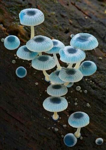 Photo Blue Mushrooms, Mushrooms Growing, Mushroom Pictures, Plant Fungus, Slime Mould, Mushroom Fungi, Airbrush Art, Wild Mushrooms, Mushroom Art