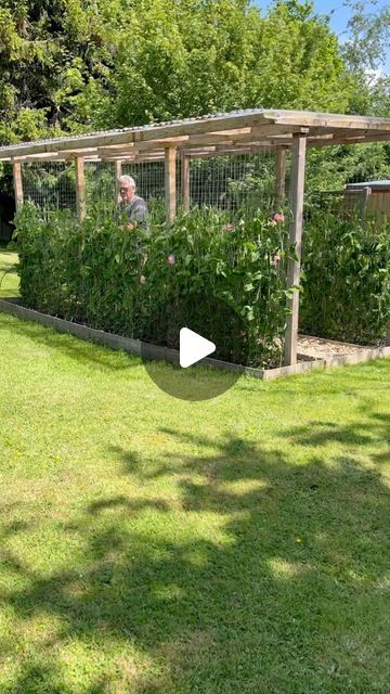 Zoe Woodward on Instagram: "Sweet Peas going Out Out!  The Sweet Peas are all hardened off, don’t skip this bit or they can get cold shock after all that time in the greenhouse.  More coming up on stories but in the meantime you can visit the Sweet Pea Grow-A-Long Video hub for full all the details including the building of Neil’s Sweet Pea house!  I love this tune so much 💕  #growwithzoe #sweetpea #growalongwithzoe #sweetpeas #flowers #leftovers #britishflowersweek #spring #plantsmakepeoplehappy #growyourown #gardenlove #allotmentlove #flowersforflorists #weddingflowers #scentedflowers #flowerfarming #flowerstagram #flowersmakethehome #homegarden #homegrown #wildbouquet #wildyourgarden #seasonalflowers #florist #floraldesign #embracingtheseasons #floraleducation #gardening #gardenideas # Sweet Pea Flowers Trellis, Sweet Pea Tunnel, Sweet Pea Trellis Ideas, Sweet Pea Trellis, Sweetpeas Flowers, Sweetpea Flower, Sweet Pea Garden, Pea Trellis, Sweet Pea Plant