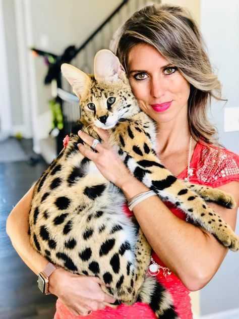 African serval at 5 months being held by his human mom Savannah Cat For Sale, African Serval, Savannah Kitten, F2 Savannah Cat, Kittens For Sale, Cat Breeder, Exotic Cats, Savannah Cat, Kitten For Sale