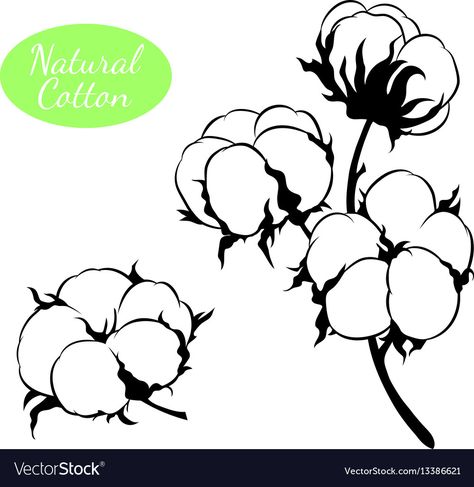 Cotton Flower Illustration, Cotton Plant Drawing, Cotton Flower Drawing, Cotton Tattoo, Cotton Drawing, Cotton Illustration, Branch With Flowers, Cycle Painting, Cotton Branches