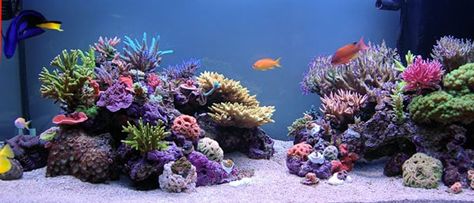 Reef Aquascaping, Reef Tank Aquascaping, Coral Reef Aquarium, Saltwater Fish Tanks, Marine Tank, Future Vision, Saltwater Tank, Marine Aquarium, Aquarium Design