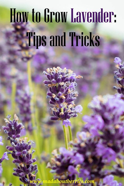 Learn how to grow lavender with simple tips for planting, care, and harvesting. Enjoy the beauty and fragrance of lavender in your garden!
#lavender #herbs #flowers Growing Lavender, Herb Garden, Lavender, Herbs, Fragrance, Flowers, Beauty