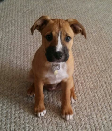 Boxer/Lab puppy (13 weeks). This looks like my dog! He's a rescue, maybe this is what his boxer-ness is mixed with, though they guessed mastiff... Boxador Puppies, Pitbull Boxer Mix, Boxer Mix Puppies, Pitbull Boxer, Boxer Puppy, Boxer Mix, Lab Puppy, Boxer Puppies, Labrador Retriever Puppies