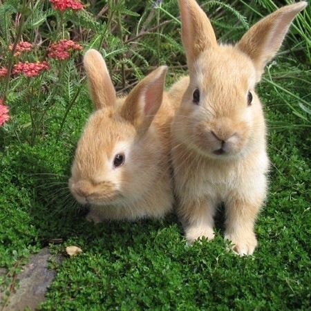 Rabbits, Cottage Core Aesthetic, + Core + Aesthetic, Nature Aesthetic, The Grass, Green Aesthetic, 귀여운 동물, Animals Friends, Fairy Garden