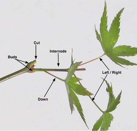 Maple Pruning Basics — Kusamura Bonsai Club Acer Bonsai, Japanese Maple Garden, Dirt Therapy, Bloodgood Japanese Maple, Pruning Trees, Japanese Maple Bonsai, Bonsai Inspiration, Bonsai Diy, Bonsai Pruning