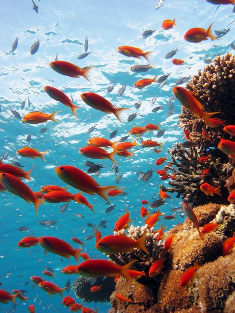 coral reef - Mantanani Island, Sabah Fish Coral Reef, Coral Reef Aesthetic, Aesthetic Coral Reef, Coral Reef Astethic, Coral Reef Photography Ocean Life, Coral Reef With Fish, Coral Reef Ecology, Sabah Malaysia, Fauna Marina