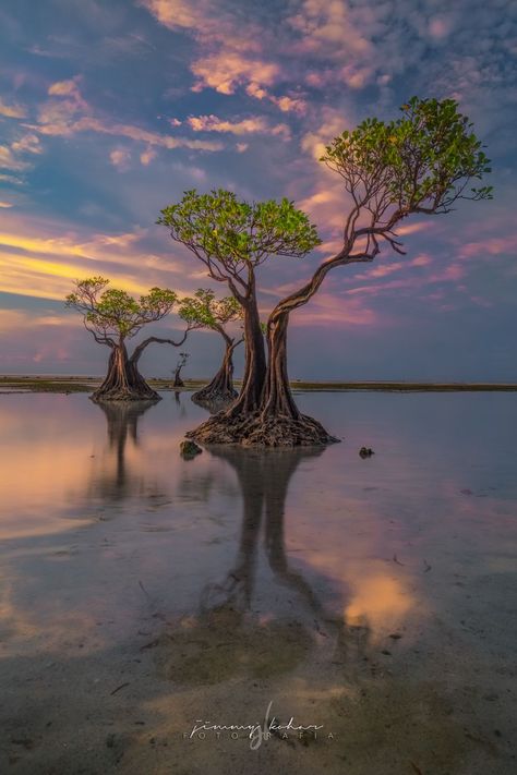 Mangrove Trees of Walakiri Beach, Indonesia Mangrove Tree Tattoo, Mangrove Tattoo, Mangrove Trees, Mangrove Tree, Mangrove Swamp, Tree Textures, Drawing Examples, Nature Plants, Environment Concept Art