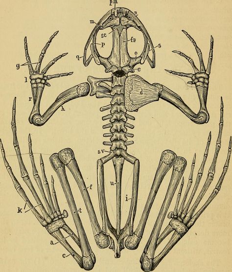 Image from page 56 of "The frog : an introduction to anatomy and histology" (1885) | Flickr - Photo Sharing! Scientific Drawing, Frog Illustration, Animal Skeletons, Science Illustration, The Skeleton, Scientific Illustration, Anatomy Drawing, Medical Illustration, Anatomy Art