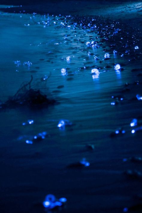 Bioluminescent firefly squid illuminate the Toyama Bay in Japan. We were just as surprised as you. Firefly Squid, Glowing Sea, Blue Aesthetic Dark, Sea Of Stars, Beach At Night, Blue Aesthetic Pastel, Toyama, Aesthetic Colors, Ravenclaw