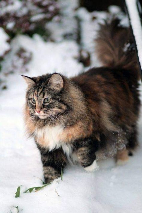 Long Haired Cats, Söt Katt, Norwegian Forest, Siberian Cat, Gorgeous Cats, Forest Cat, Norwegian Forest Cat, Domestic Cat, Cute Kittens