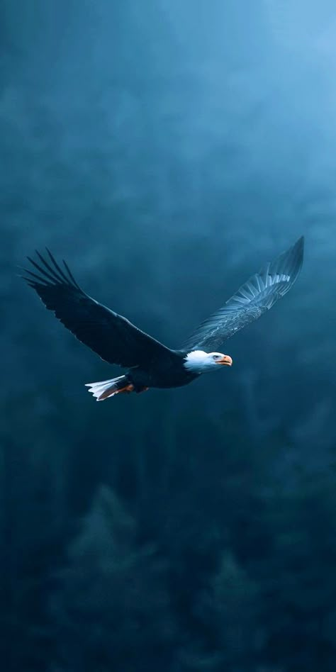 Iphone 15 Wallpaper, Best Wallpaper For Mobile, Pretty Phone Backgrounds, 15 Wallpaper, Wallpaper Animals, Wild Animal Wallpaper, Eagle Wallpaper, Spiritual Paintings, Android Wallpaper Art