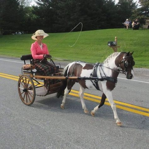 Miniature Horse Driving, Mini Horse Cart, Christmas Carriage, Mini Horse Tack, Horse Transport, Diy Horse Barn, Horse Wagon, Horse Cart, Horse Barn Plans