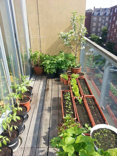 Das Anbauprojekt Apartment Patio Gardens, Balcony Herb Gardens, Apartment Gardening, Japanese Apartment, Naturalistic Garden, Apartment Balcony Garden, Small Balcony Garden, Small Vegetable Gardens, Balkon Design