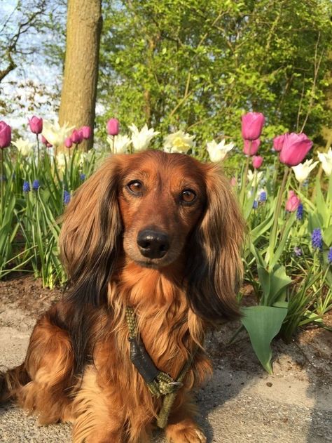 Long Haired Weiner Dogs, Mini Long Haired Dachshund, Short Haired Dachshund, Long Haired Miniature Dachshund, Dachshund Puppy Long Haired, Long Haired Dogs, Dachshund Art, Wire Haired Dachshund, Dachshund Mom