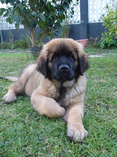 Leonberger Puppy, Leonberger Dog, Big Puppy, Dogs Stuff, Giant Dogs, Training Treats, Rhodesian Ridgeback, Dogs Breeds, Dog Obedience