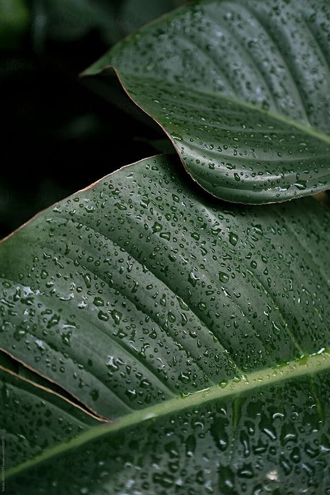 "Close Up Of Leaves With Rain Drops" by Stocksy Contributor "Natalie JEFFCOTT" Close Up Leaves, Plants Close Up, Plant Close Up, Rain On Leaves, Close Up Nature, Texture Pictures, Plant Texture, Inspiration Nature, Brand Board