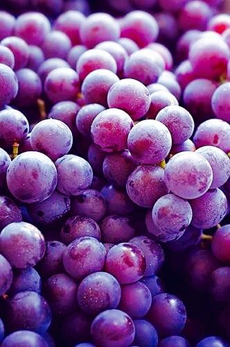 good evening sunshine #grapes Purple Fruit, Beautiful Fruits, Purple Grapes, Red Grapes, Colorful Fruit, All Things Purple, Delicious Fruit, Pavlova, Fruits And Veggies