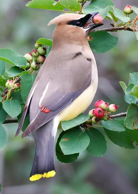 Wing Photography, Berries Photography, Cedar Waxwing, Mohawks, Starling, Reference Images, Bird Houses, Art Ideas, Wax